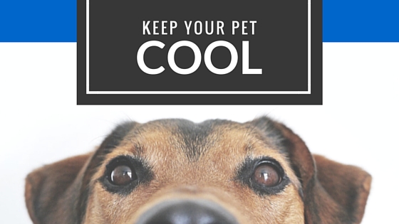 3.30.16 - Summer Pet Safety Img